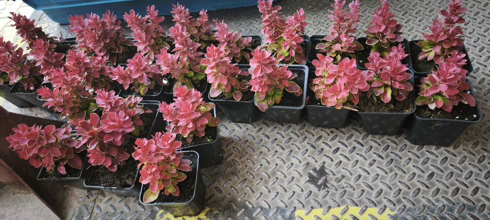 Барбарис червоний Рубі Стар