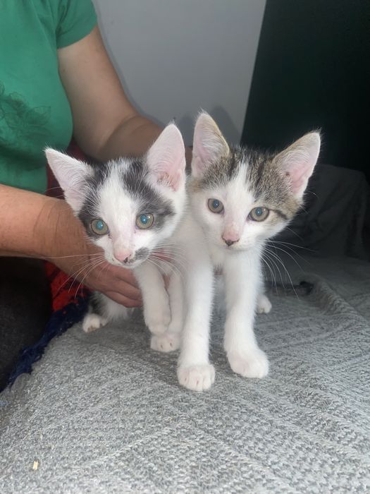 Oddam w dobre ręce!!