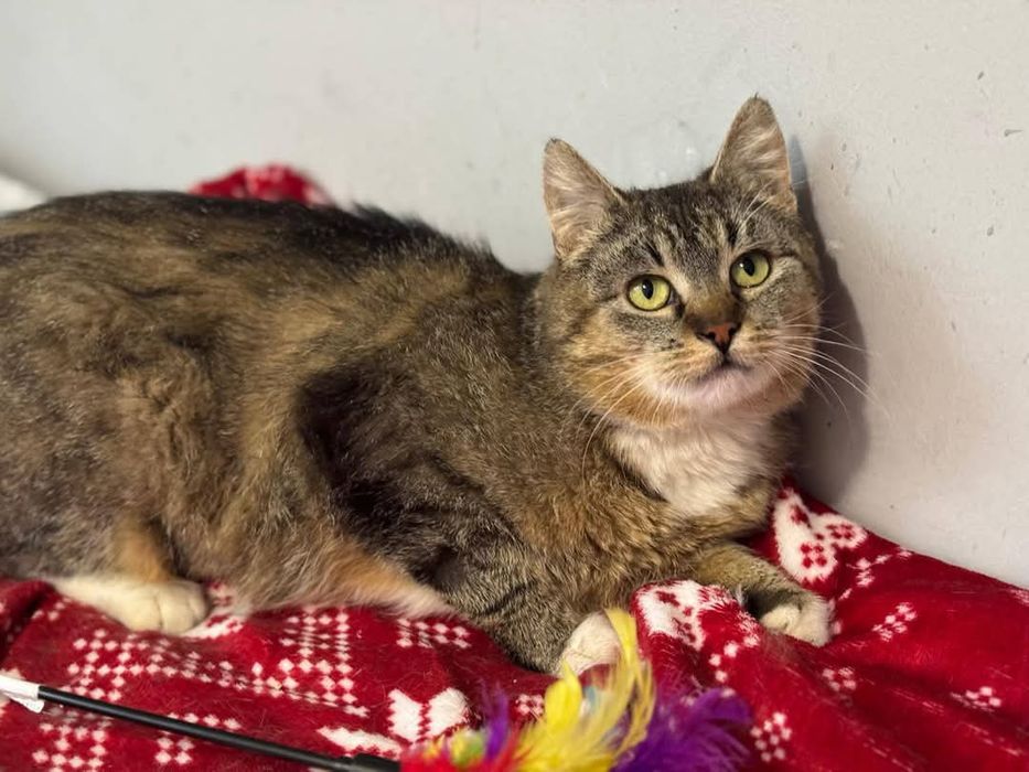 Kotka do adopcji. Westalka pragnie szczęścia