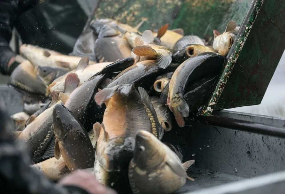 Karp żywy ekologiczny hurt i detal