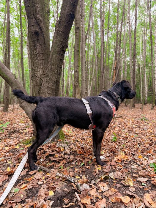 Młody, aktywny pies w typie rasy labrador. Czarny, średniej wielkości.