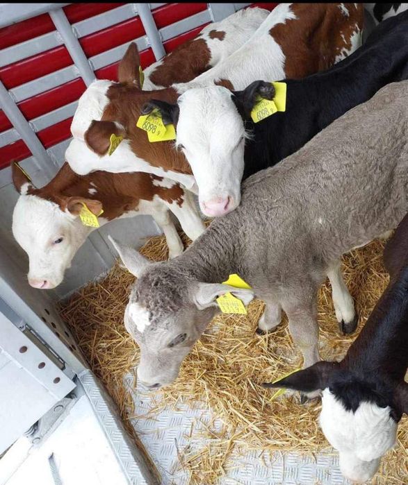 Jałówki 10 sztuk Mięsne Mieszańce Polskie