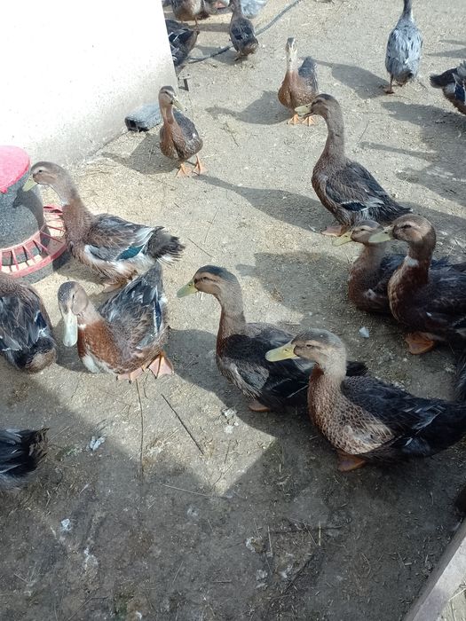 Kaczory i kaczki piżmowe, biegus indyjski,staropolskie