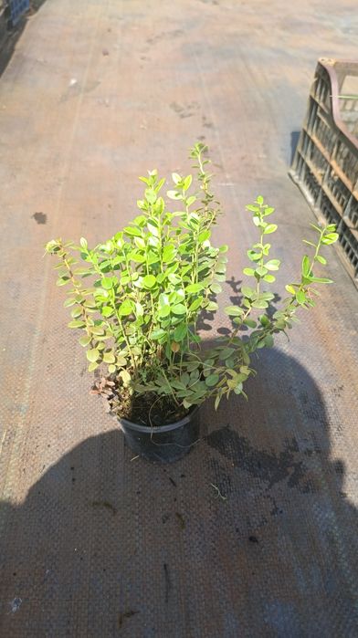 Брусниця садова ін-вітро