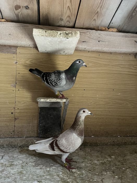 Gołębie pocztowe młode