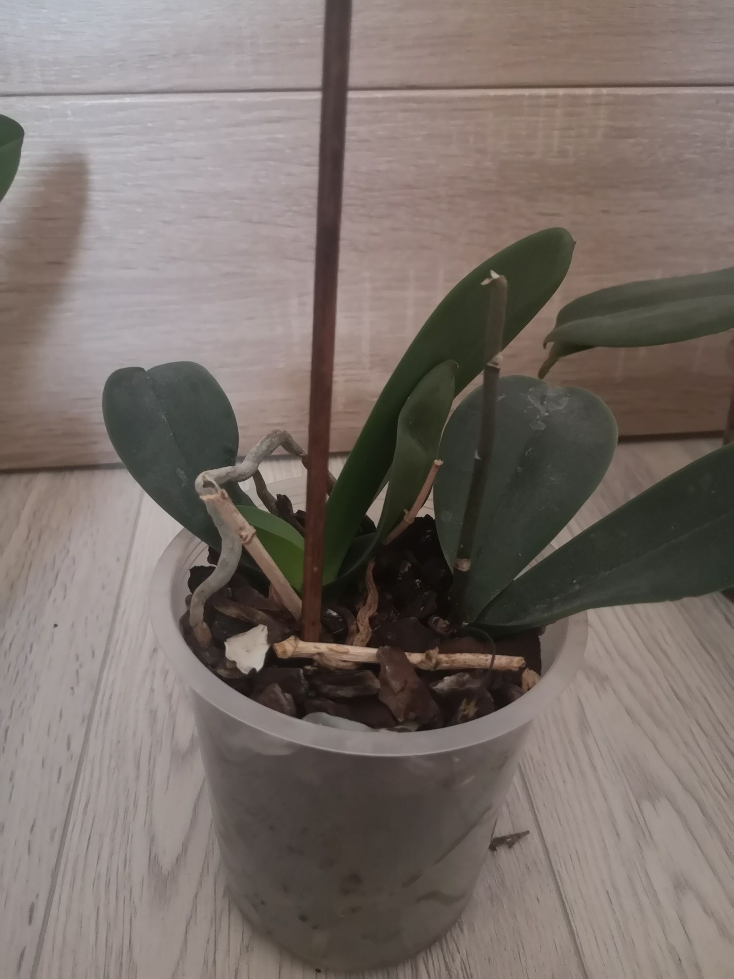 Storczyk orchidea