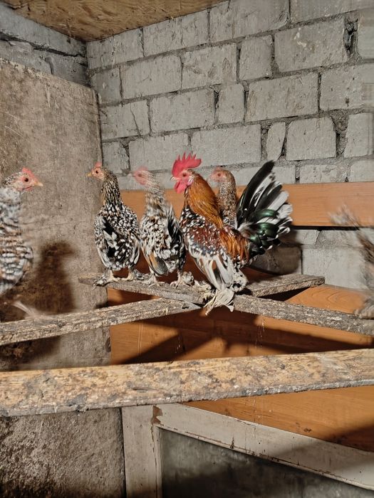 Курочки бентанки ситцеві молодняк