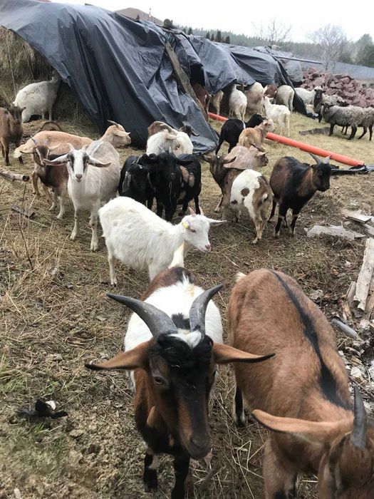 Продам отару кіз. 44 штуки Вишгородський район