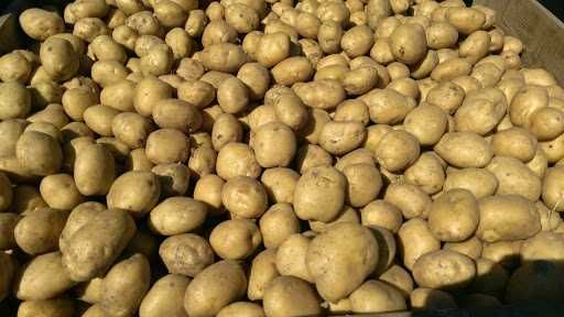 Продам домашню картоплю