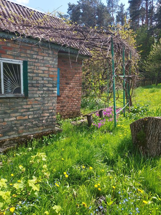 Земельна ділянка під забудову в лісі Луцький район, с. Копачівка