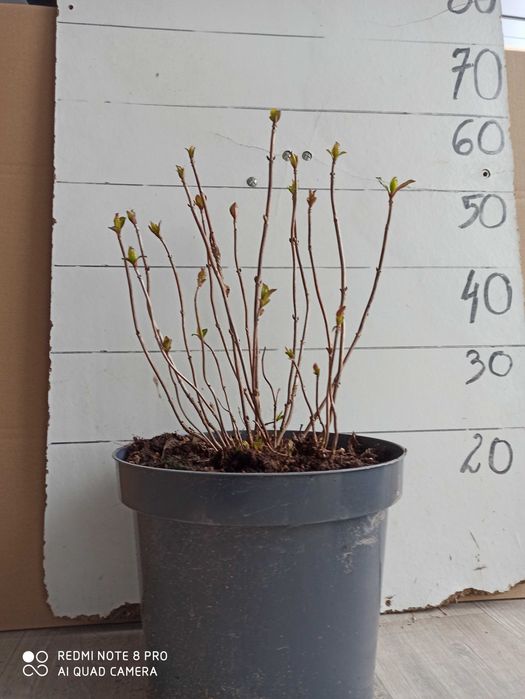 Hortensja Ogrodowa Czerwona