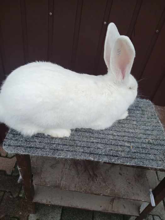 Belgijski Olbrzym Biały Samiec