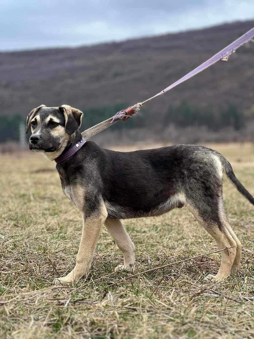 Dumas 7 mies. Śliczny psiaczek szuka domu.