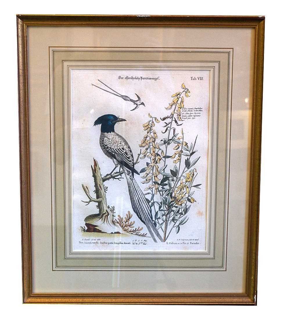 George Edwards (1694 - 1773) wizerunki ptaków miedzioryt