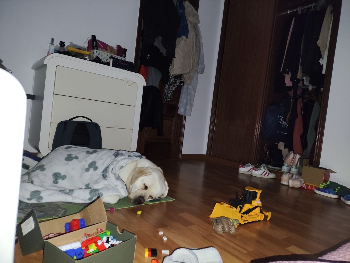 Para Adoção Responsável: Cadela Labrador + Gata Meiga (Juntas)