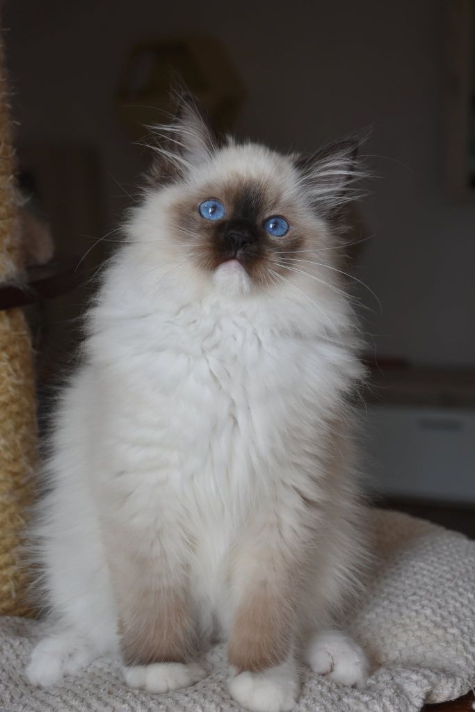 Blue Dolls Feliks – kocurek ragdoll seal mitted gotowy do odbioru
