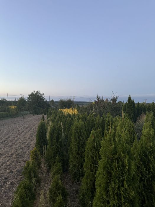 Thuja Likwidacja szkółki drzew i krzewów ozdobnych! Okazyjne ceny!