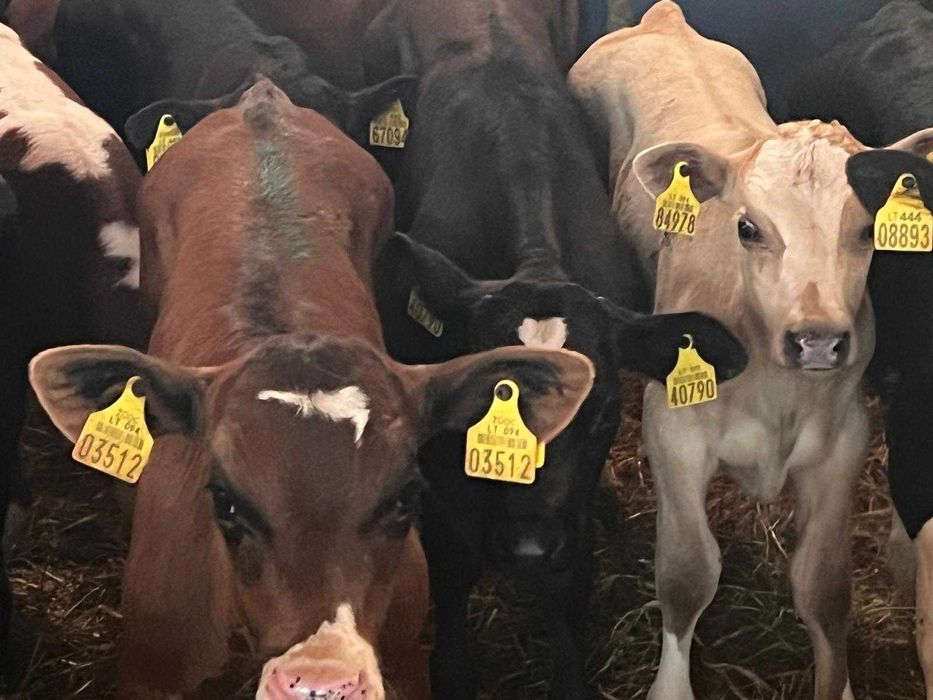 sprzedam cielaki biała strefa