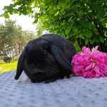 Mini lop rasowy metryka legalna hodowla miniaturka baranek