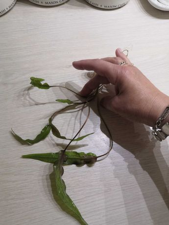 Akwarystyczne roślina cryptocoryne lutea