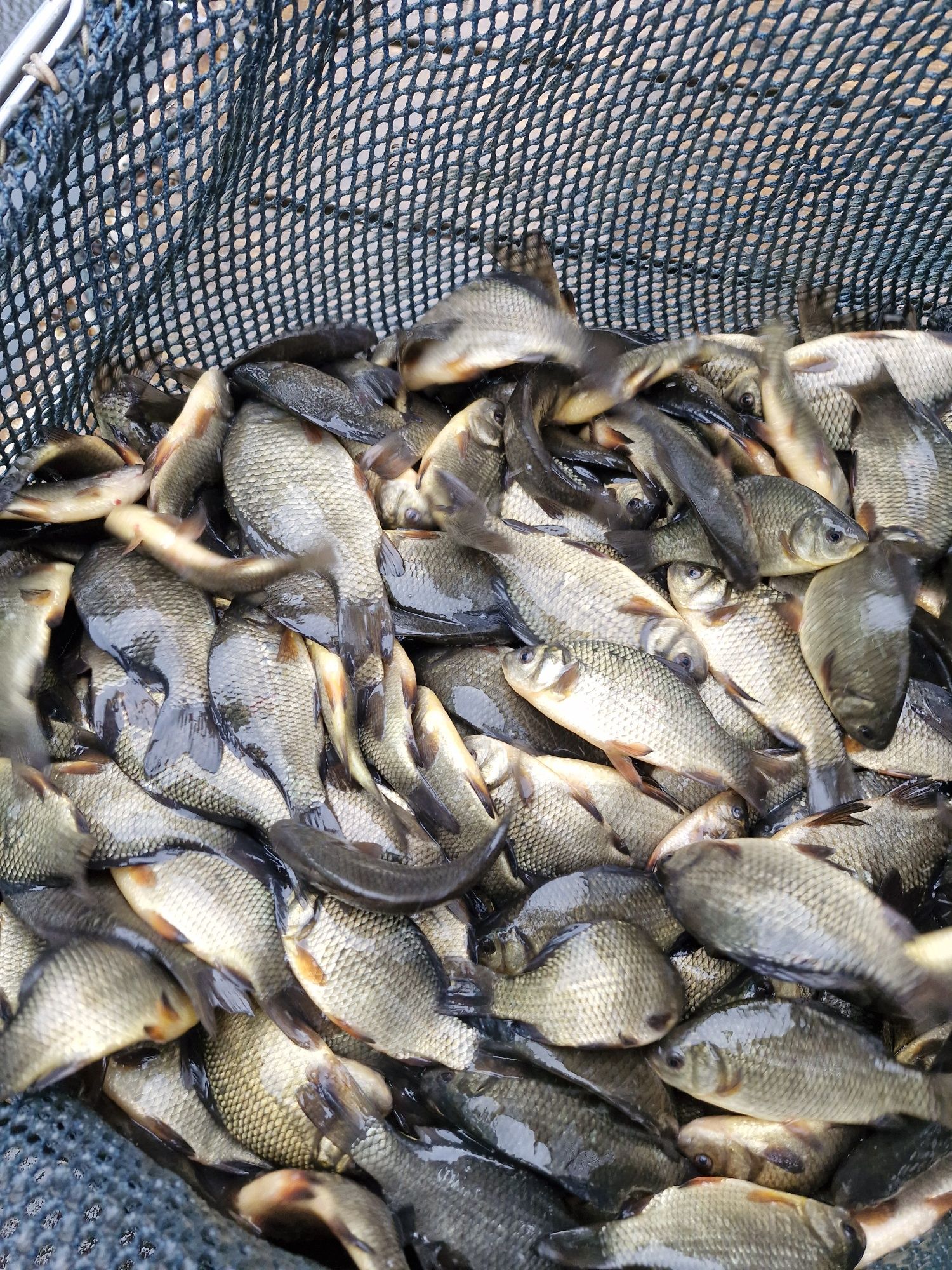 Karp narybek i kroczek od 10-50cm