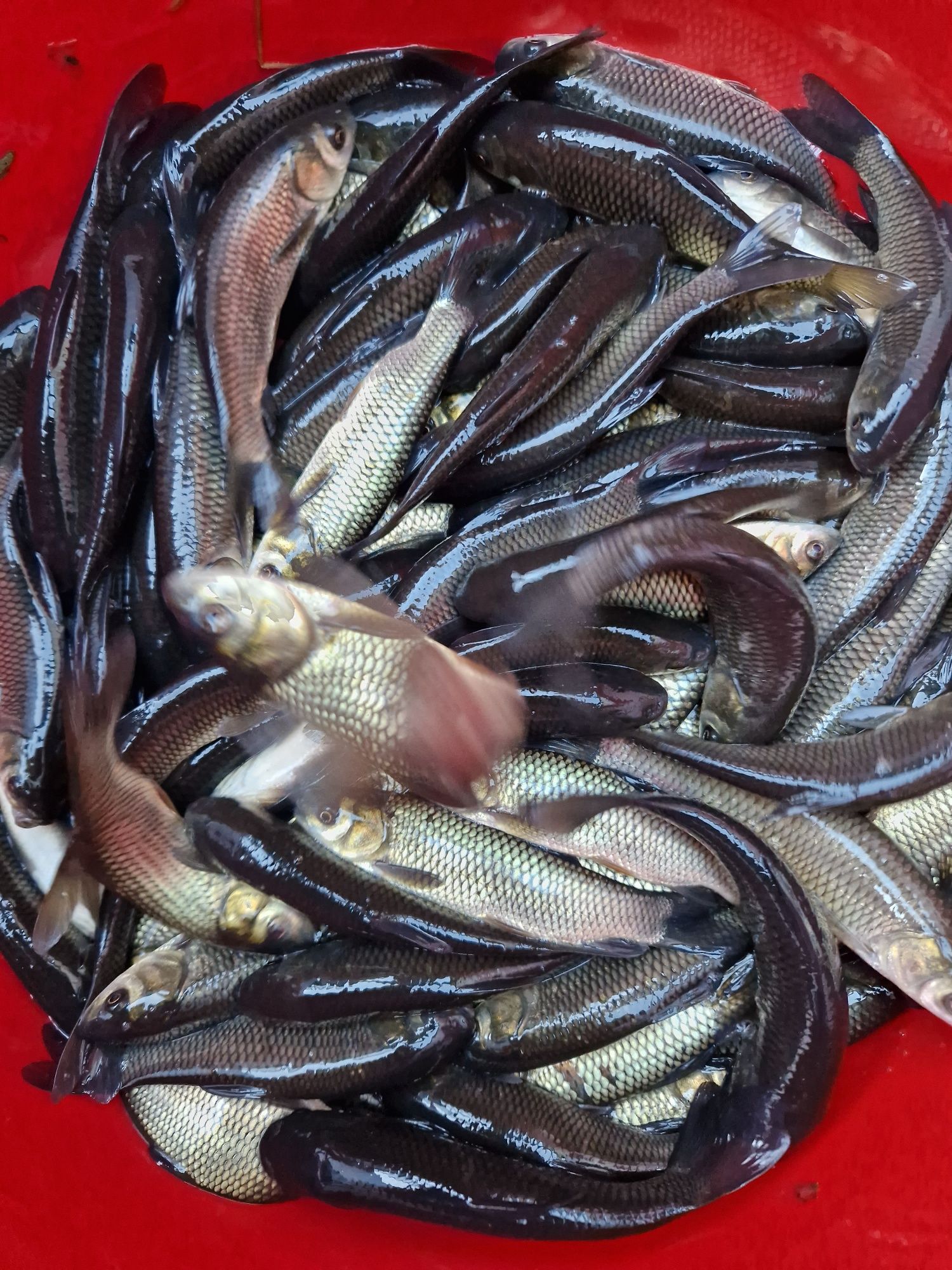 Narybek Amur  inne ryby Tołpyga Sandacz Karp Jesiotr Karaś Pstrąg Lin