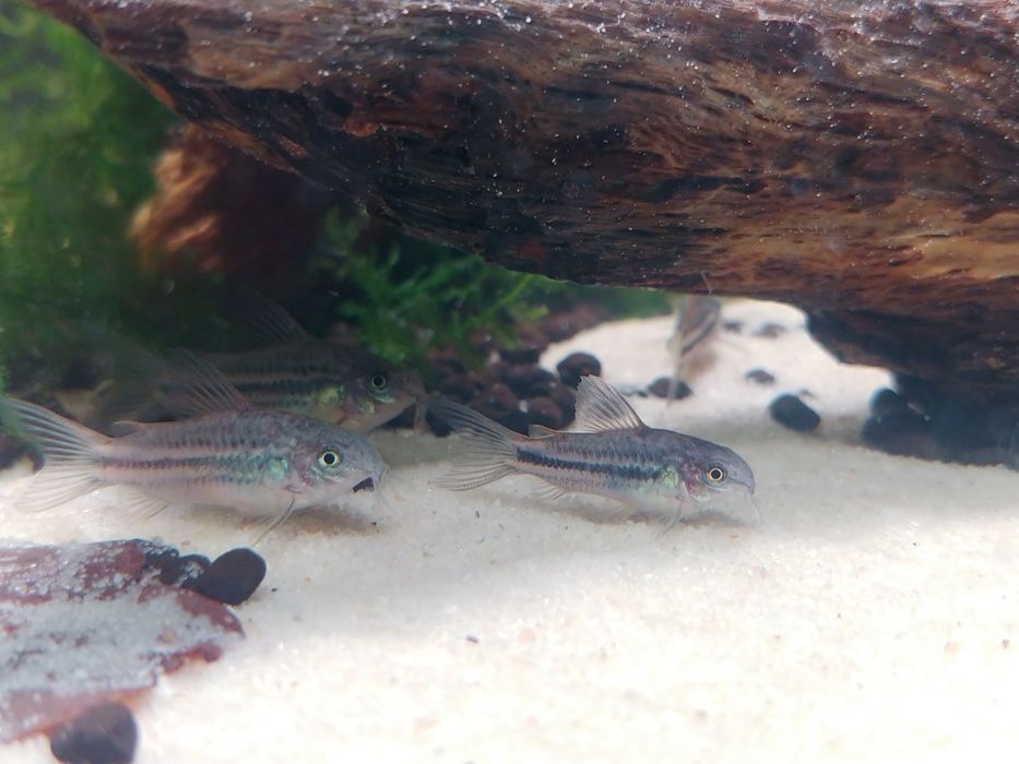 Kirysek nanus - Corydoras nanus