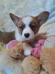 **WELSH CORGI CARDIGAN ** śliczna sunia do rezerwacji