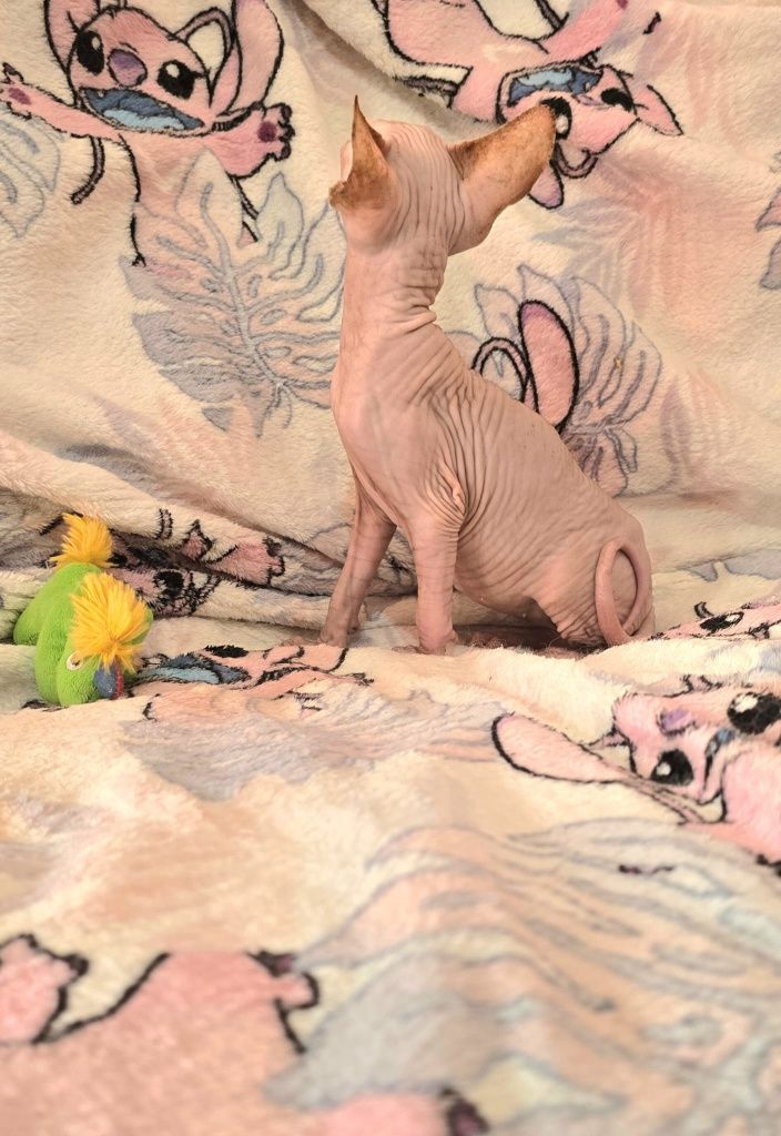 Gatinho Sphynx Macho