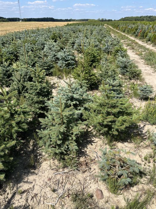 Świerk kłujący 80-120 cm rosnący w donicy