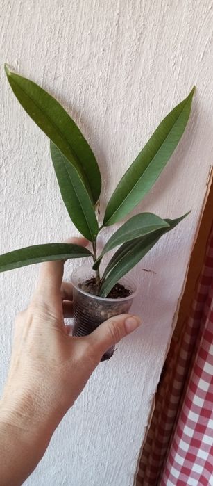 Фикусы - Амстел Кинг, Регидан