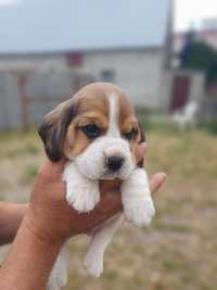 Piesek rasy Beagle