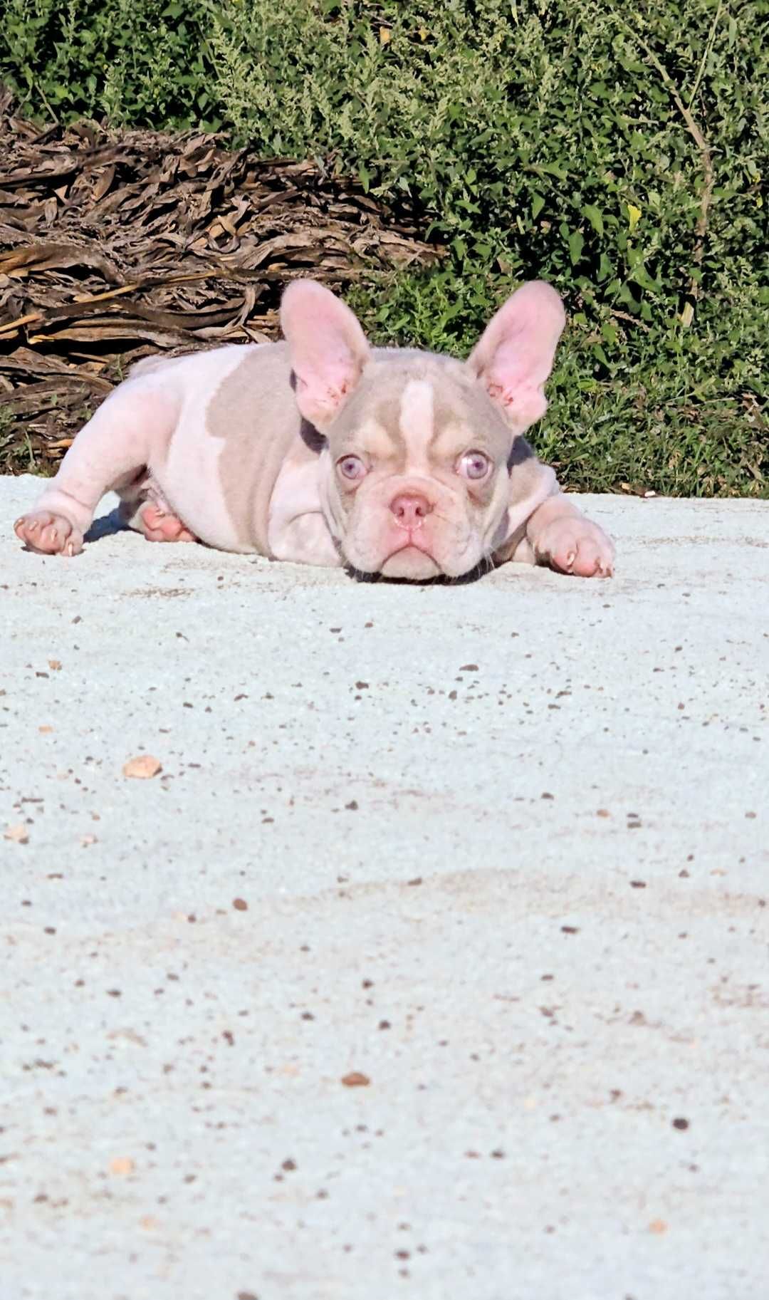 Bulldog francês Macho  Cor News Shade Pied And Tan