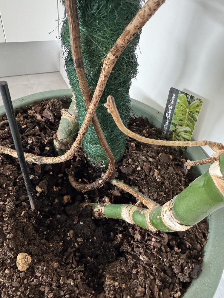 Monstera deliciosa gigante