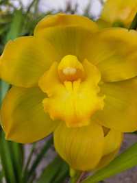Vaso orquídea caseiro