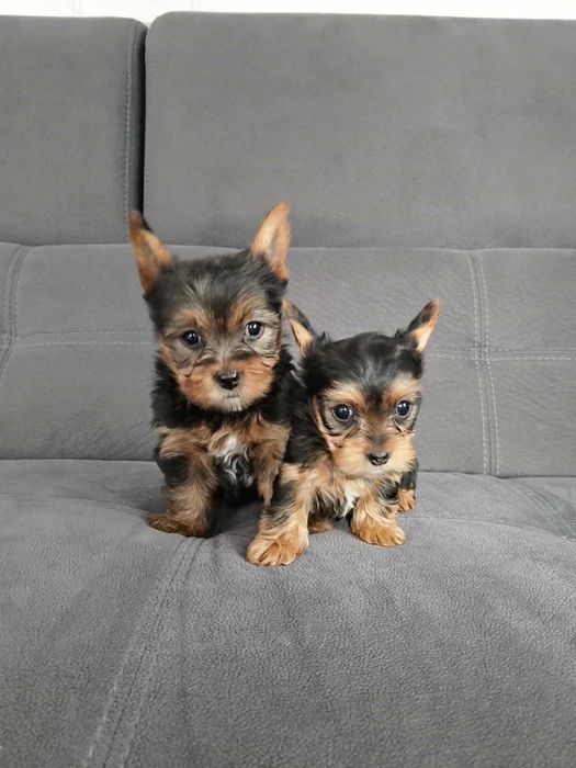 york shizr terrier