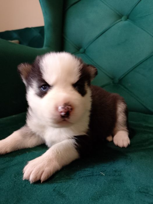 Sunia Syberian Husky