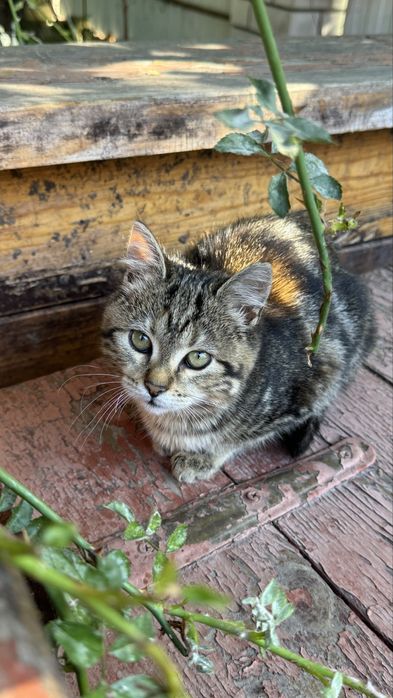 Кошеня 3,5 місяця
