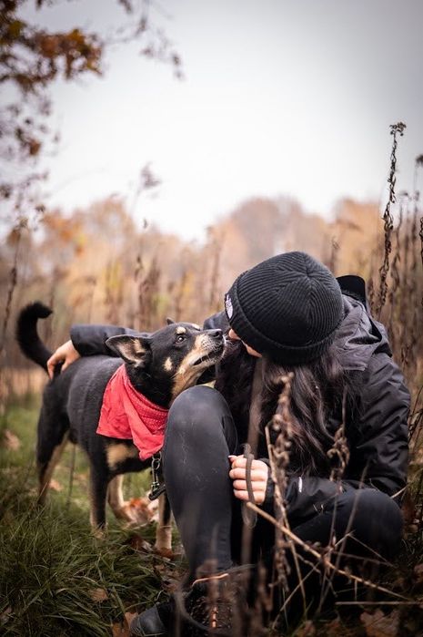 Mały, kochany kundelek którego nikt nie chce adoptować. Mini Shiba Inu