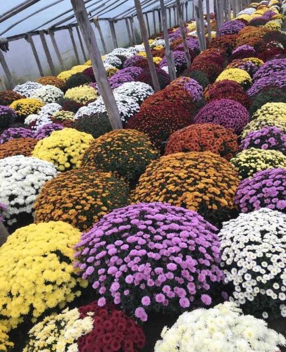 Chryzantemy drobnokwiatowe