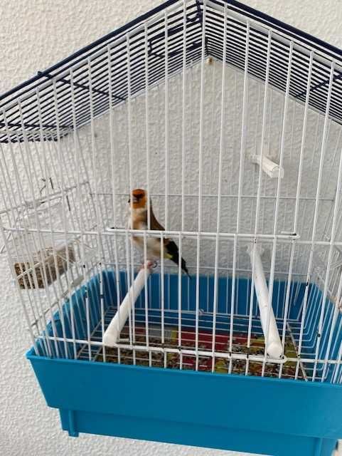 major macho a cantar