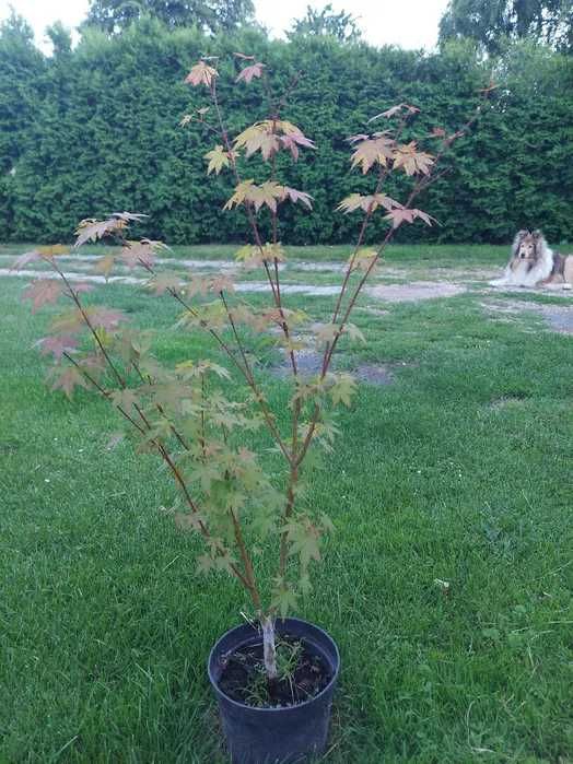 Klon palmowy osakazuki