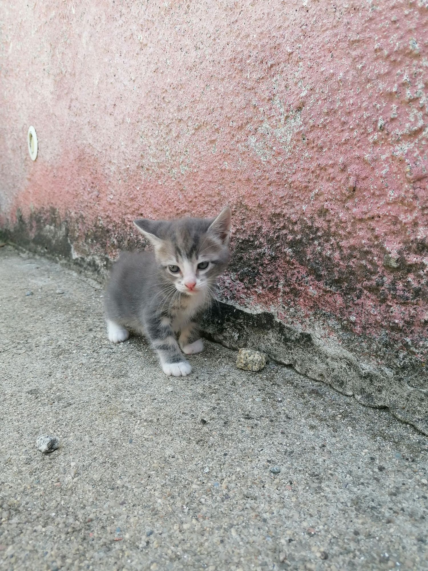 Gatos bebés 2 fêmeas