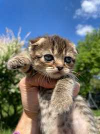 Веселе шотландське висловухе кошеня, дівчинка(Scottish fold, girl)