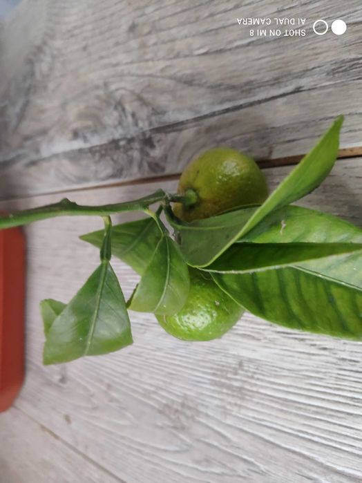 Мвндарин с плодами