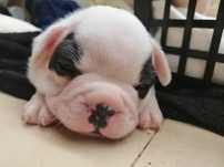 Procura Família para Cachorro 2 meses