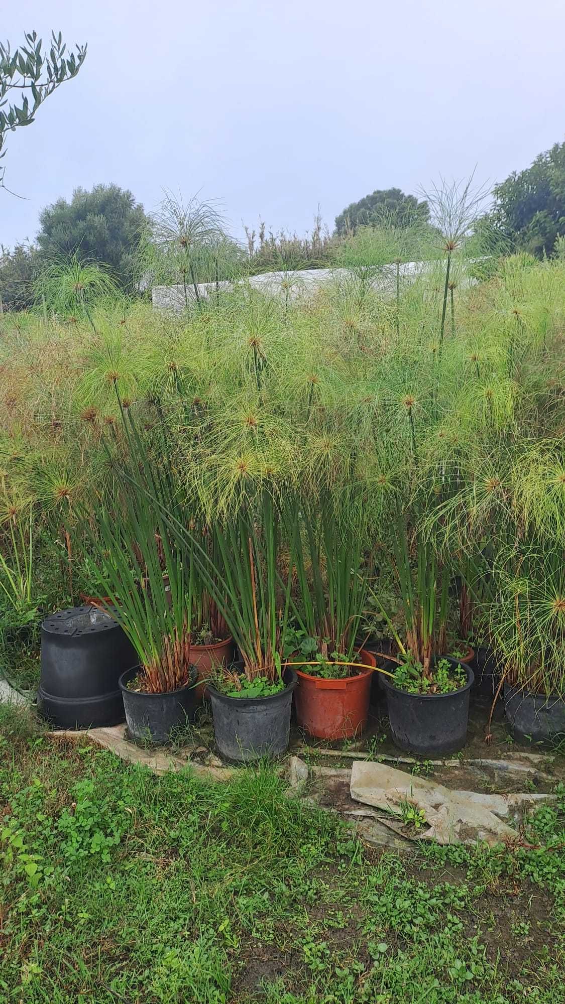 PAPIRUS (Cyperus Papirus)