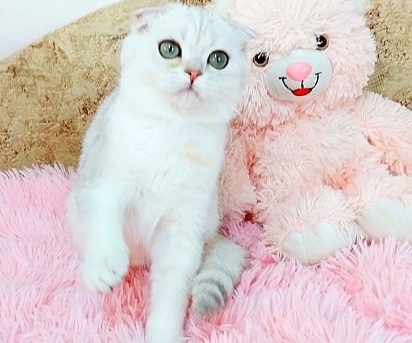 Надзвичайно ніжний хлопчик шиншилка