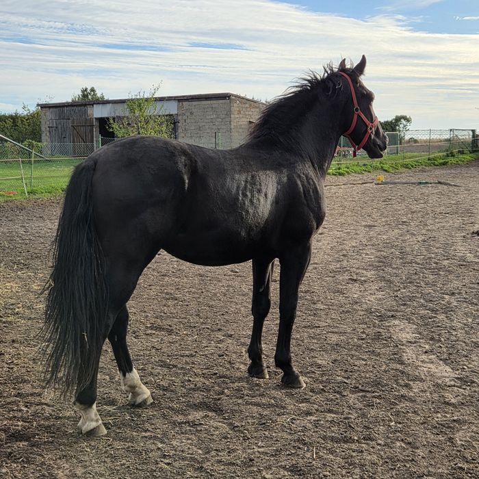 Kary ogier śląski urodziwy