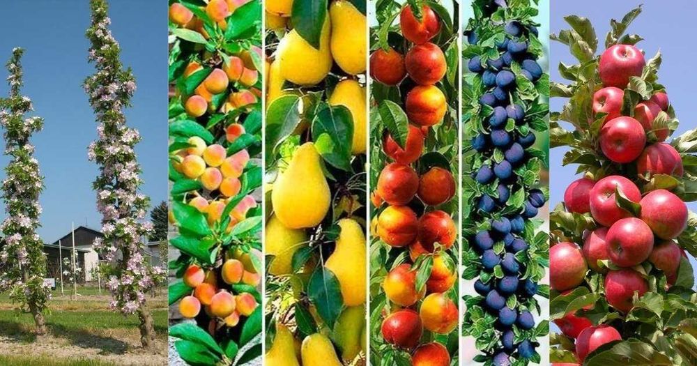 Саджанці Груш, яблонь, персика, черешень, вишень, диплоїдних слив.